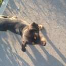 Подробнее об объявлении «Найдена собака Аксай (Ростовская обл.)» Фото: найдена собака  «Найдена собака Аксай (Ростовская обл.)» в г. Аксай (Ростовская обл.)