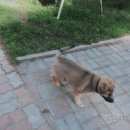 Подробнее об объявлении «Найдена собака кобель бежевый щенок с черным ошейником Смоленск» Фото: найдена собака  «Найдена собака кобель бежевый щенок с черным...» в г. Смоленск