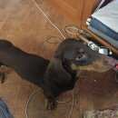 Подробнее об объявлении «Новосибирск Найдена собака кобель такса» Фото: найдена собака Такса «Новосибирск Найдена собака кобель такса» в г. Новосибирск