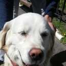 Подробнее об объявлении «Тосно Найдена собака девочка-лабрадор, пос. тельмана» Фото: найдена собака Лабрадор ретривер «Тосно Найдена собака девочка-лабрадор, пос....» в г. Тосно