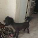 Подробнее об объявлении «Батайск Найдена собака кобель китайская хохлатая» Фото: найдена собака Китайская хохлатая собака «Батайск Найдена собака кобель китайская хохлатая» в г. Батайск