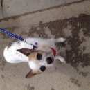 Подробнее об объявлении «Найдена собака Химки» Фото: найдена собака  «Найдена собака Химки» в г. Химки