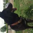 Подробнее об объявлении «Гатчина Найдена собака» Фото: найдена собака  «Гатчина Найдена собака» в г. Гатчина