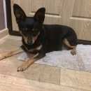 Подробнее об объявлении «Воронеж Найдена собака» Фото: найдена собака  «Воронеж Найдена собака» в г. Воронеж