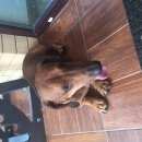 Подробнее об объявлении «Найдена собака кобель Аксай (Ростовская обл.)» Фото: найдена собака Такса «Найдена собака кобель Аксай (Ростовская обл.)» в г. Аксай (Ростовская обл.)