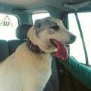 Подробнее об объявлении «Бор Найдена собака» Фото: найдена собака  «Бор Найдена собака» в г. Бор