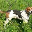 Подробнее об объявлении «Нарофоминск Найдена собака русская пегая гончая» Фото: найдена собака  «Нарофоминск Найдена собака русская пегая гончая» в г. Нарофоминск