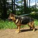 Подробнее об объявлении «Найдена собака Долгопрудный» Фото: найдена собака Немецкая овчарка «Найдена собака Долгопрудный» в г. Долгопрудный