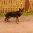 Подробнее об объявлении «Электроугли Найдена собака кобель овчар» Фото: найдена собака Немецкая овчарка «Электроугли Найдена собака кобель овчар» в г. Электроугли