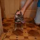 Подробнее об объявлении «Новомосковск Найдена собака кобель той терьер» Фото: найдена собака Той-терьер «Новомосковск Найдена собака кобель той терьер» в г. Новомосковск