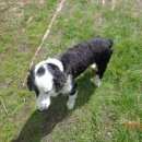 Подробнее об объявлении «Кондопога Найдена собака кобель» Фото: найдена собака Русский охотничий спаниель «Кондопога Найдена собака кобель» в г. Кондопога