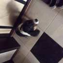 Подробнее об объявлении «Энгельс Найдена собака» Фото: найдена собака Русский охотничий спаниель «Энгельс Найдена собака» в г. Энгельс