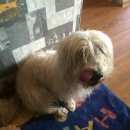 Подробнее об объявлении «Гатчина Найдена собака кобель терьеристой породы» Фото: найдена собака  «Гатчина Найдена собака кобель терьеристой породы» в г. Гатчина