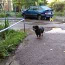 Подробнее об объявлении «Новокузнецк Найдена собака кобель» Фото: найдена собака  «Новокузнецк Найдена собака кобель» в г. Новокузнецк