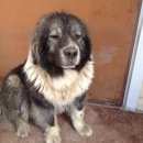 Подробнее об объявлении «Найдена собака приблудилась кавказская овчарка Тюмень» Фото: найдена собака Кавказская овчарка «Найдена собака приблудилась кавказская овчарка...» в г. Тюмень