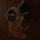 Подробнее об объявлении «Евпатория Найдена собака московская сторожевая» Фото: найдена собака Московская сторожевая «Евпатория Найдена собака московская сторожевая» в г. Евпатория