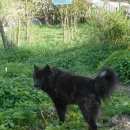 Подробнее об объявлении «Найдена собака кобель помесь хаски Орехово-Зуево» Фото: найдена собака  «Найдена собака кобель помесь хаски Орехово-Зуево» в г. Орехово-Зуево