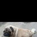 Подробнее об объявлении «Владикавказ Найдена собака кобель мопс» Фото: найдена собака Мопс «Владикавказ Найдена собака кобель мопс» в г. Владикавказ