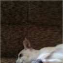 Подробнее об объявлении «Востряково Найдена собака» Фото: найдена собака Русский той-терьер «Востряково Найдена собака» в г. Востряково