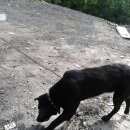 Подробнее об объявлении «Найдена собака черный лабрадор Ульяновск» Фото: найдена собака Лабрадор ретривер «Найдена собака черный лабрадор Ульяновск» в г. Ульяновск