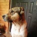 Подробнее об объявлении «Белгород Найдена собака» Фото: найдена собака Среднеазиатская овчарка «Белгород Найдена собака» в г. Белгород