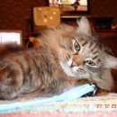 Подробнее об объявлении «Пропал кот мася Кемерово» Фото: пропала кошка Сибирская «Пропал кот мася Кемерово» в г. Кемерово