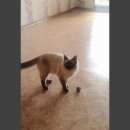 Подробнее об объявлении «Пропала кошка Оренбург» Фото: пропала кошка Сиамская «Пропала кошка Оренбург» в г. Оренбург