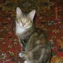 Подробнее об объявлении «Пропала кошка любимица Белоярский (Свердловская обл.)» Фото: пропала кошка  «Пропала кошка любимица Белоярский (Свердловская...» в г. Белоярский (Свердловская обл.)