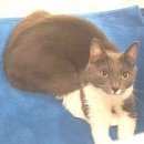 Подробнее об объявлении «Пропала кошка окрас серо-белый Можайск» Фото: пропала кошка Русская голубая «Пропала кошка окрас серо-белый Можайск» в г. Можайск