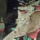 Подробнее об объявлении «Лобня Пропал кот» Фото: пропала кошка  «Лобня Пропал кот» в г. Лобня