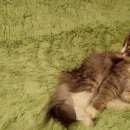 Подробнее об объявлении «Пропал кот // Томск» Фото: пропала кошка Сибирская «Пропал кот // Томск» в г. Томск