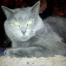 Подробнее об объявлении «Пропала кошка - казанское шоссе 23 к 1 Нижний Новгород» Фото: пропала кошка  «Пропала кошка - казанское шоссе 23 к 1 Нижний...» в г. Нижний Новгород