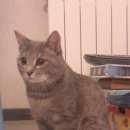 Подробнее об объявлении «Пропал кот домашний кот Красноярск» Фото: пропала кошка  «Пропал кот домашний кот Красноярск» в г. Красноярск