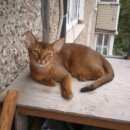 Подробнее об объявлении «Пропал кот абиссинец Воскресенск» Фото: пропала кошка Абиссинская «Пропал кот абиссинец Воскресенск» в г. Воскресенск