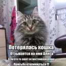 Подробнее об объявлении «Пропала кошка Новосибирск» Фото: пропала кошка  «Пропала кошка Новосибирск» в г. Новосибирск