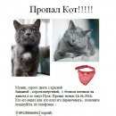 Подробнее об объявлении «Пермь Пропал кот» Фото: пропала кошка Русская голубая «Пермь Пропал кот» в г. Пермь