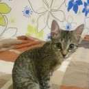 Подробнее об объявлении «Пропала кошка Верхняя Пышма» Фото: пропала кошка  «Пропала кошка Верхняя Пышма» в г. Верхняя Пышма