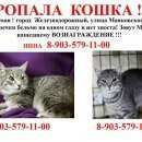 Подробнее об объявлении «Пропала кошка Железнодорожный (Московск.)» Фото: пропала кошка  «Пропала кошка Железнодорожный (Московск.)» в г. Железнодорожный (Московск.)