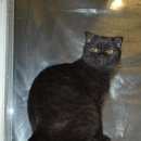 Подробнее об объявлении «Одинцово Пропала кошка потерялась кошка по кличке даша» Фото: пропала кошка Британская короткошерстная «Одинцово Пропала кошка потерялась кошка по...» в г. Одинцово