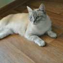 Подробнее об объявлении «Пропала кошка Томск» Фото: пропала кошка  «Пропала кошка Томск» в г. Томск