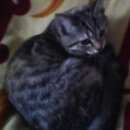 Подробнее об объявлении «Нижнекамск Пропала кошка» Фото: пропала кошка  «Нижнекамск Пропала кошка» в г. Нижнекамск