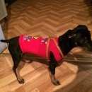 Подробнее об объявлении «Челябинск Пропала собака кобель» Фото: пропала собака  «Челябинск Пропала собака кобель» в г. Челябинск