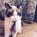 Подробнее об объявлении «Бердск Пропал кот (1 год)» Фото: пропала кошка  «Бердск Пропал кот (1 год)» в г. Бердск