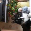 Подробнее об объявлении «Пропал кот черно-белый кот Кубинка» Фото: пропала кошка  «Пропал кот черно-белый кот Кубинка» в г. Кубинка