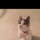 Подробнее об объявлении «Лисий Нос Пропала кошка» Фото: пропала кошка  «Лисий Нос Пропала кошка» в г. Лисий Нос