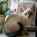 Подробнее об объявлении «Подольск Пропала кошка» Фото: пропала кошка Тайская «Подольск Пропала кошка» в г. Подольск