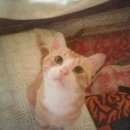 Подробнее об объявлении «Лисий Нос Пропала кошка» Фото: пропала кошка  «Лисий Нос Пропала кошка» в г. Лисий Нос