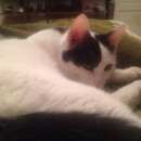 Подробнее об объявлении «Мытищи Пропал кот по имени пират» Фото: пропала кошка  «Мытищи Пропал кот по имени пират» в г. Мытищи