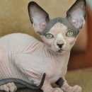 Подробнее об объявлении «Электроугли Пропала кошка сфинкс» Фото: пропала кошка Канадский сфинкс «Электроугли Пропала кошка сфинкс» в г. Электроугли