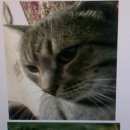 Подробнее об объявлении «Ковров Пропал кот серый кот» Фото: пропала кошка  «Ковров Пропал кот серый кот» в г. Ковров